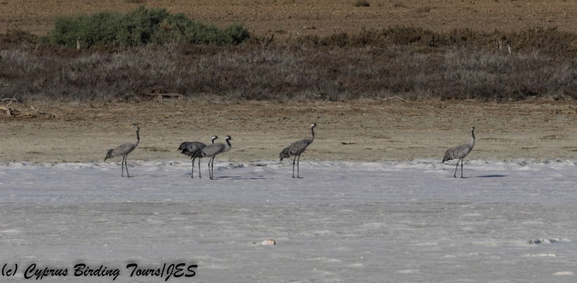 Common Crane, Meneou Pool 16th October 2017 (c) Cyprus Birding Tours