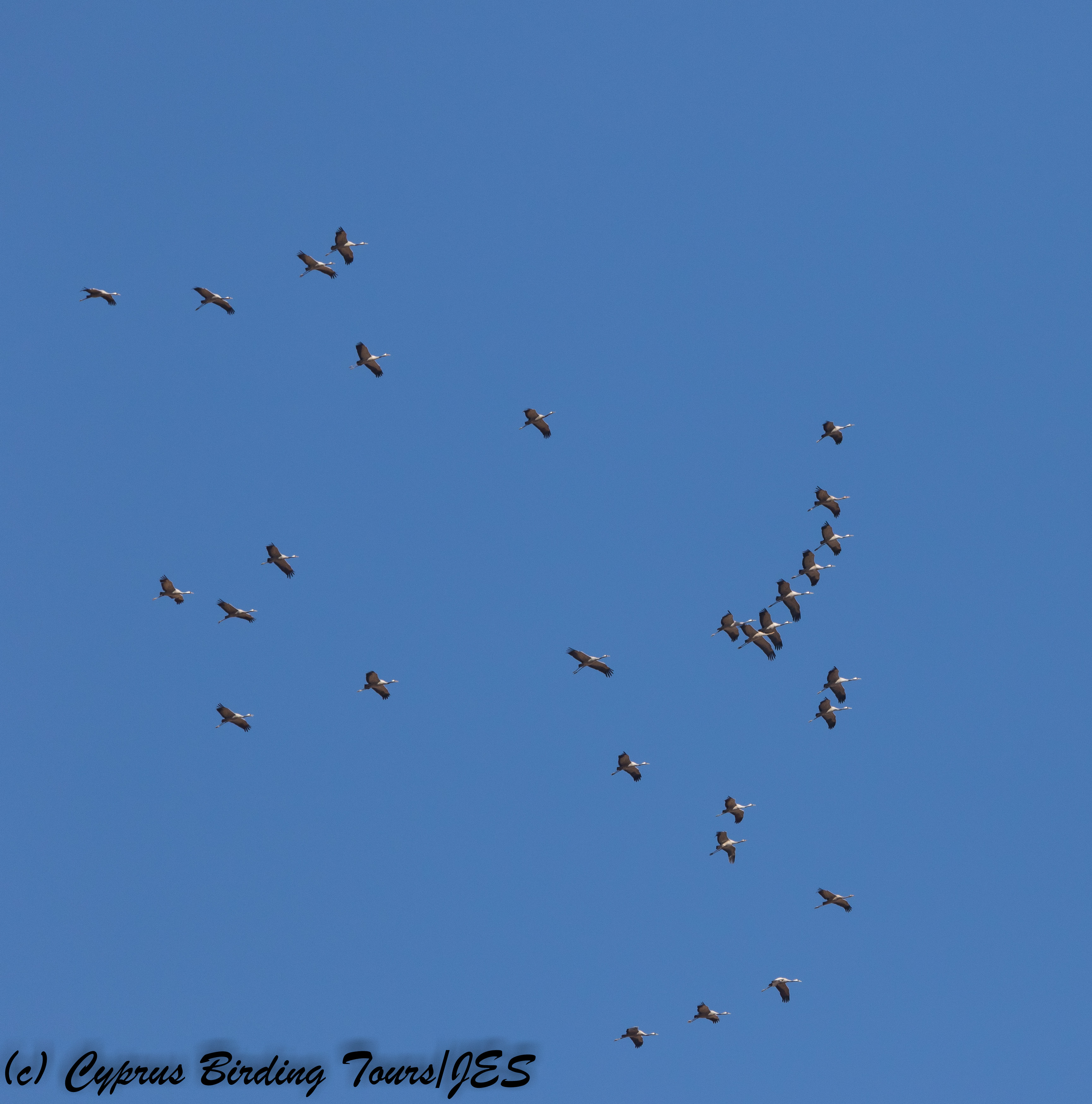 Common Crane, Achna Dam 17th October 2017 (c) Cyprus Birding Tours