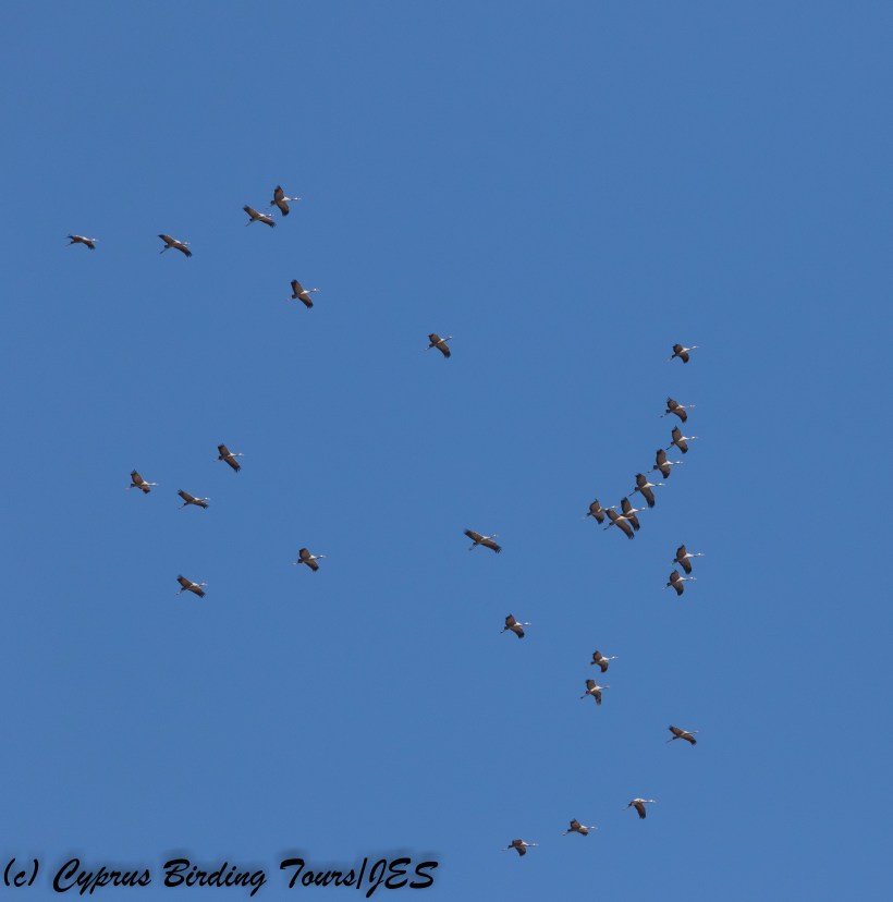 Common Crane, Achna Dam 17th October 2017 (c) Cyprus Birding Tours