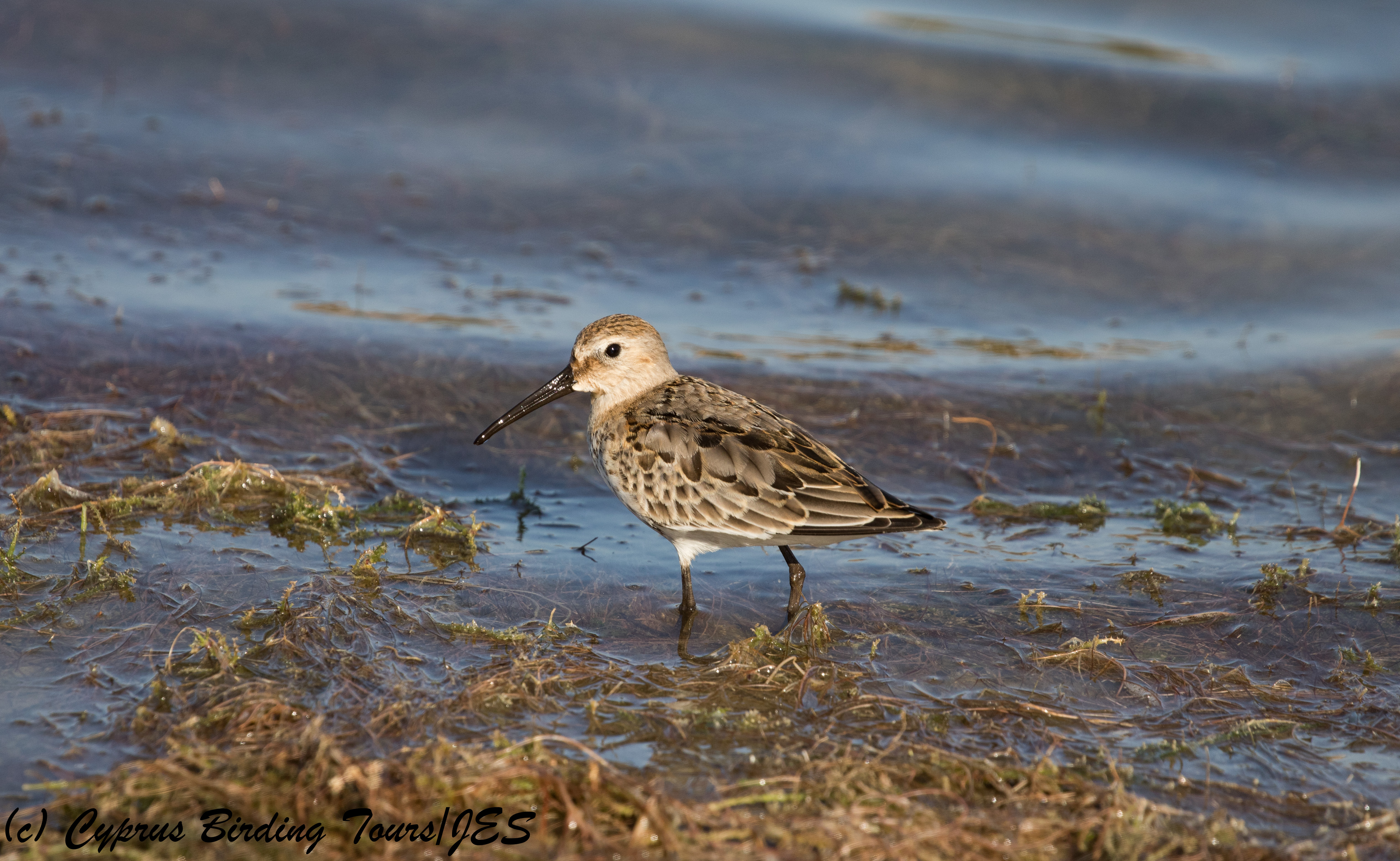 Dunlin, Achna Dam 3rd October 2017 (c) Cyprus Birding Tours
