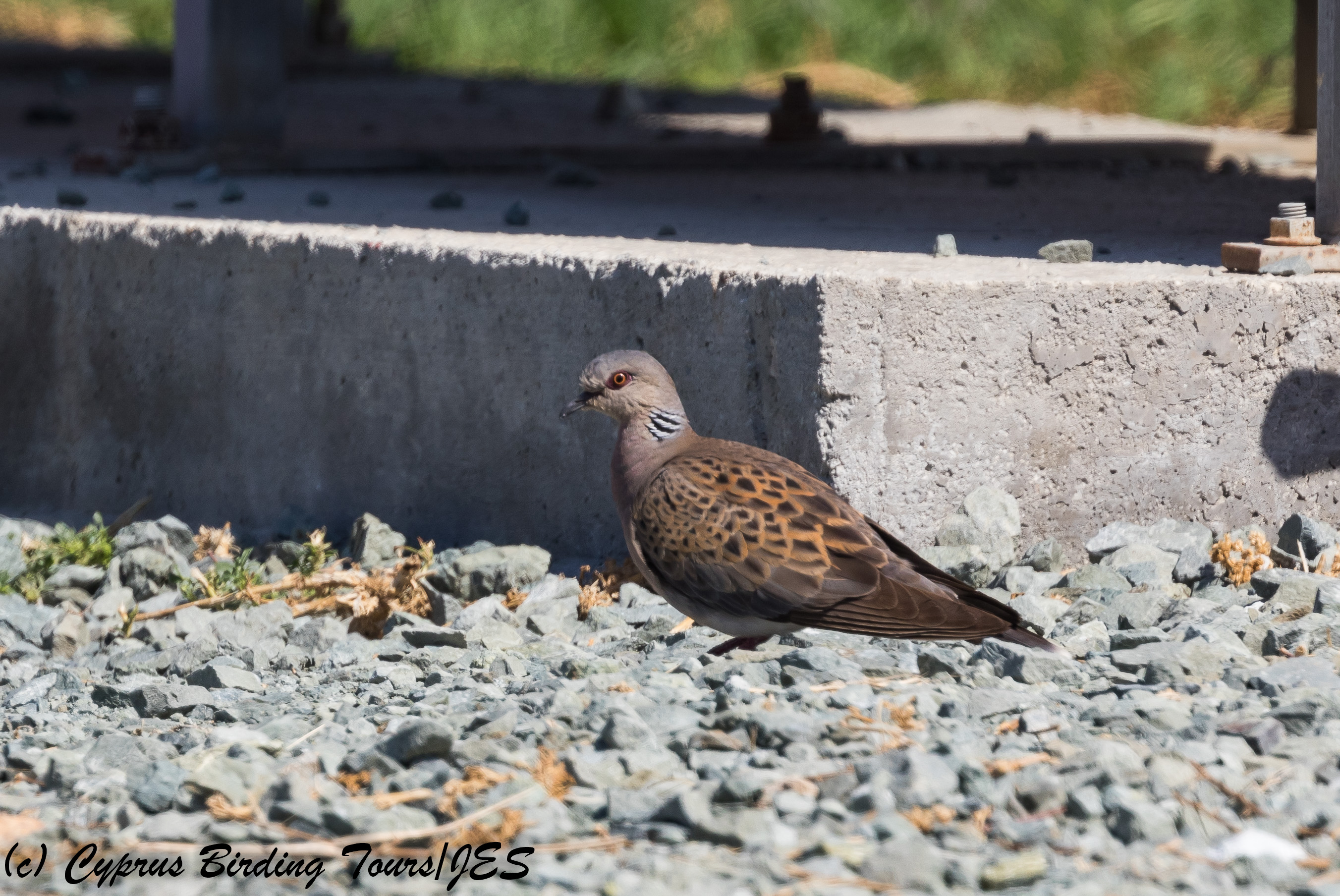 European Turtle Dove, Paphos 10th October 2017 (c) Cyprus Birding Tours
