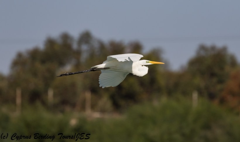 Great Egret, Achna Dam 12th October 2017 (c) Cyprus Birding Tours