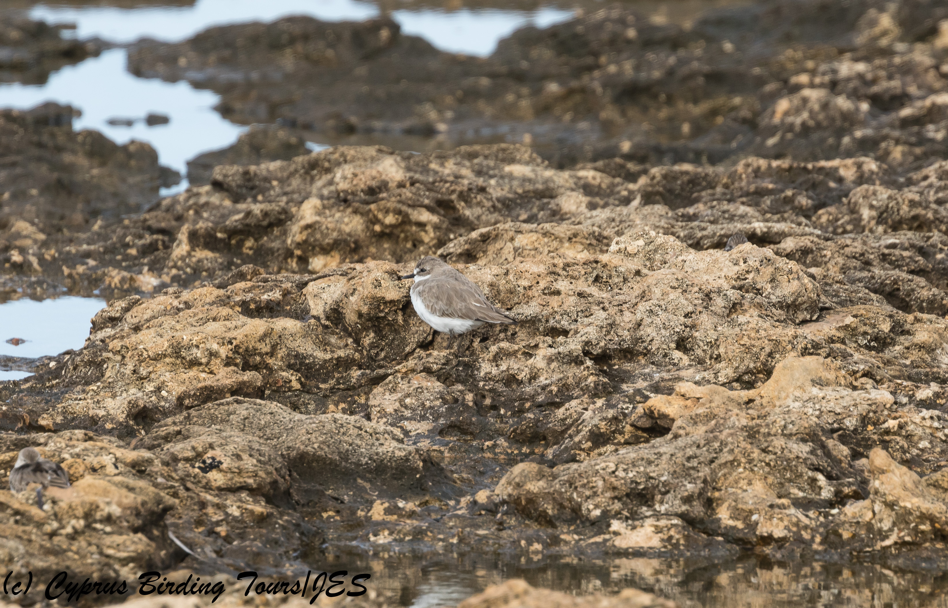 Greater Sandplover, Paphos Headland 10th October 2017  (c) Cyprus Birding Tours