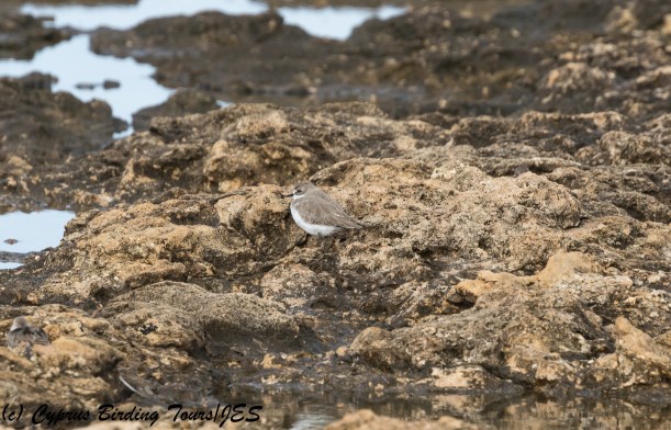 Greater Sandplover, Paphos Headland 10th October 2017 (c) Cyprus Birding Tours