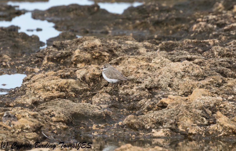 Greater Sandplover, Paphos Headland 10th October 2017  (c) Cyprus Birding Tours