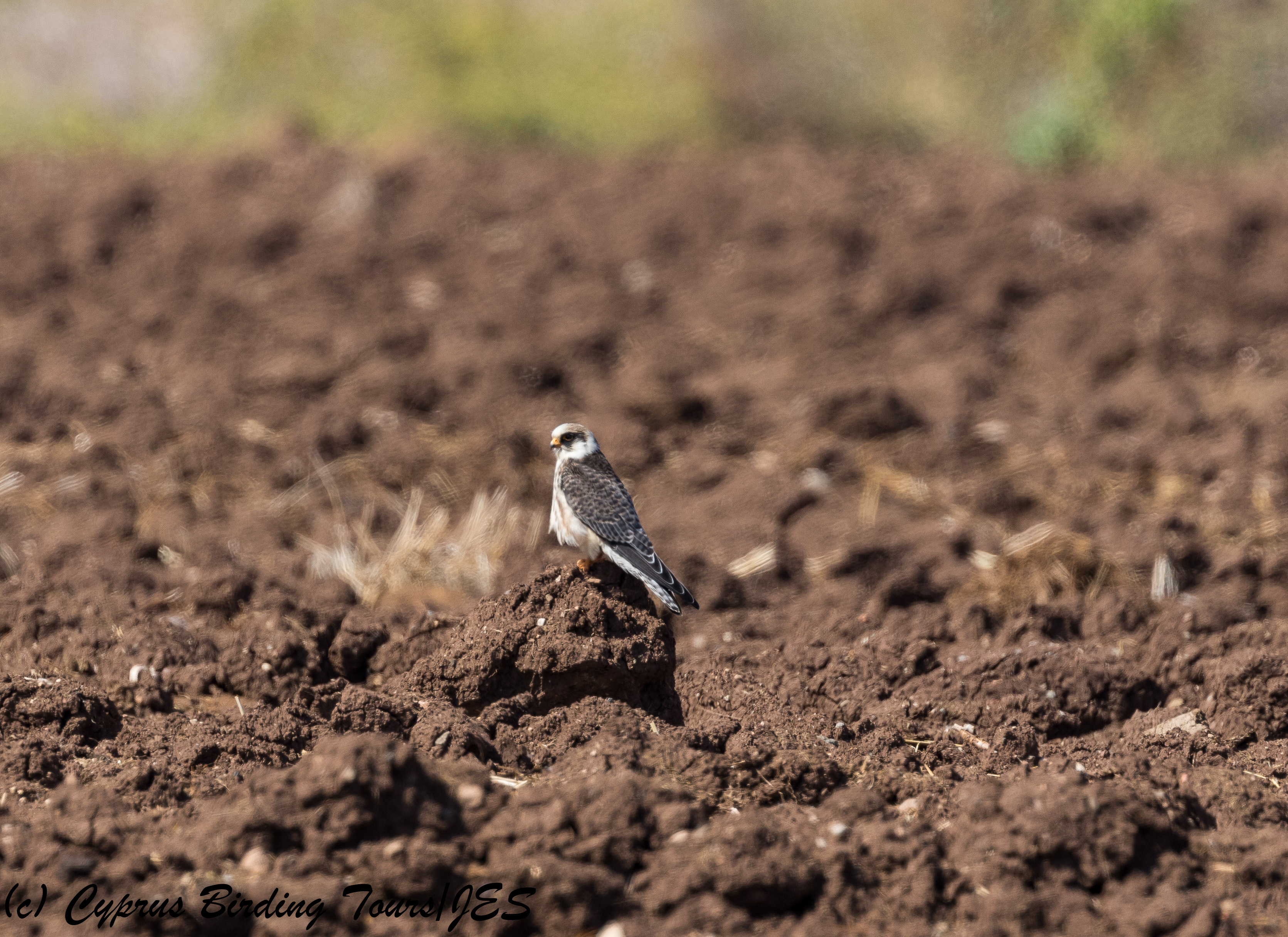Red-footed Falcon, Mandria 10th October 2017 (c) Cyprus Birding Tours