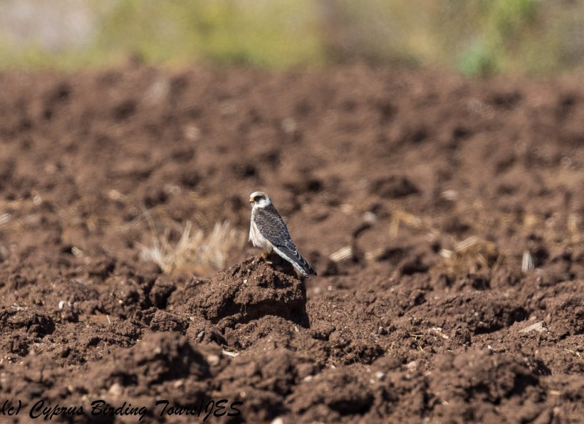 Red-footed Falcon, Mandria 10th October 2017 (c) Cyprus Birding Tours
