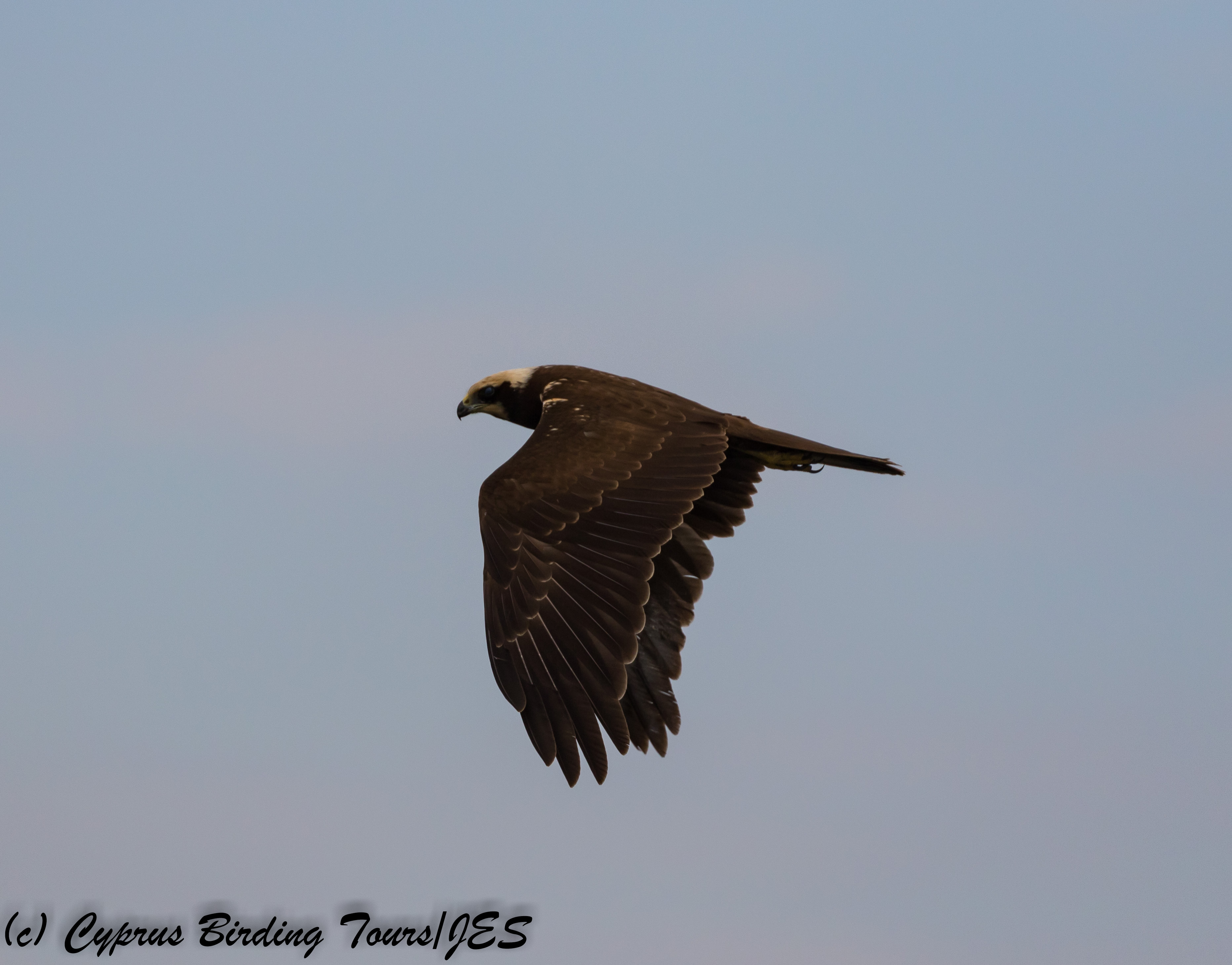 Western Marsh Harrier, Larnaca 26th October 2017 (c) Cyprus Birding Tours