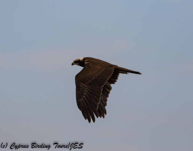 Western Marsh Harrier, Larnaca 26th October 2017 (c) Cyprus Birding Tours