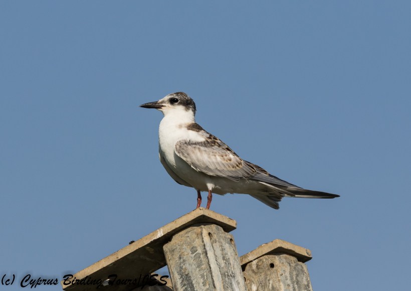 Whiskered Tern, Pervolia, 8th October 2017 (c) Cyprus Birding Tours
