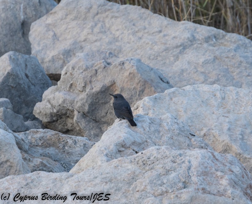 Blue Rock Thrush, Asprokremmos Dam 23rd November 2017 (C) Cyprus Birding Tours