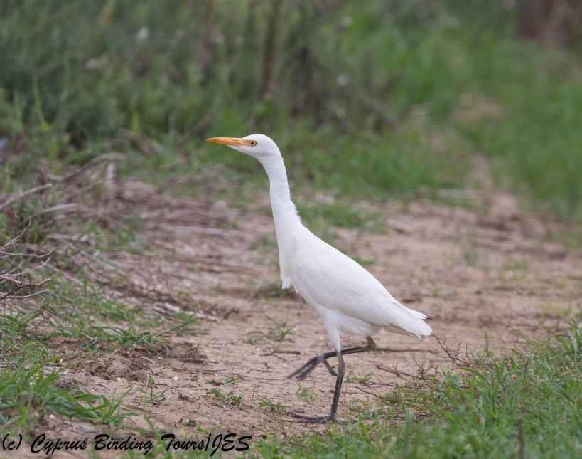 Cattle Egret, Agios Sozomenos 25th November 2017 (c) Cyprus Birding Tours