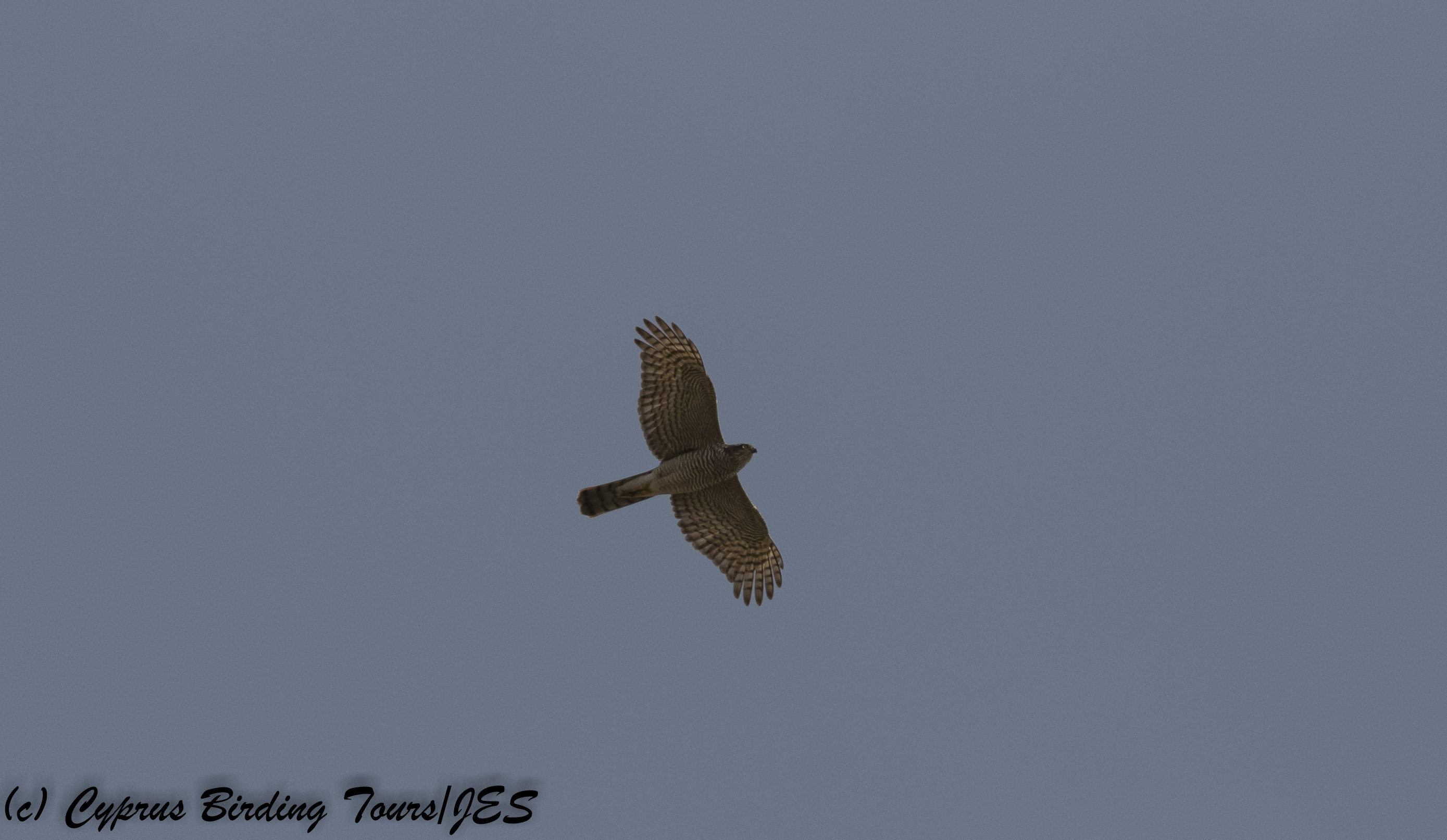 Eurasian Sparrowhawk, Paphos Sewage Plant 14th November 2017 (c) Cyprus Birding Tours