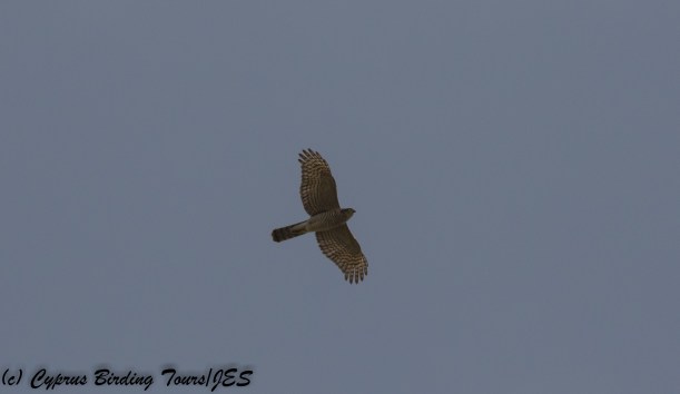Eurasian Sparrowhawk, Paphos Sewage Plant 14th November 2017 (c) Cyprus Birding Tours