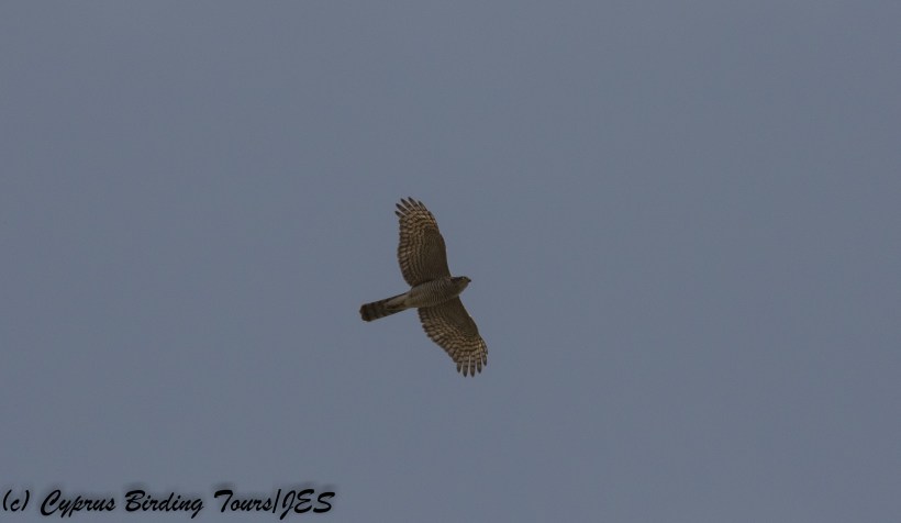 Eurasian Sparrowhawk, Paphos Sewage Plant 14th November 2017 (c) Cyprus Birding Tours