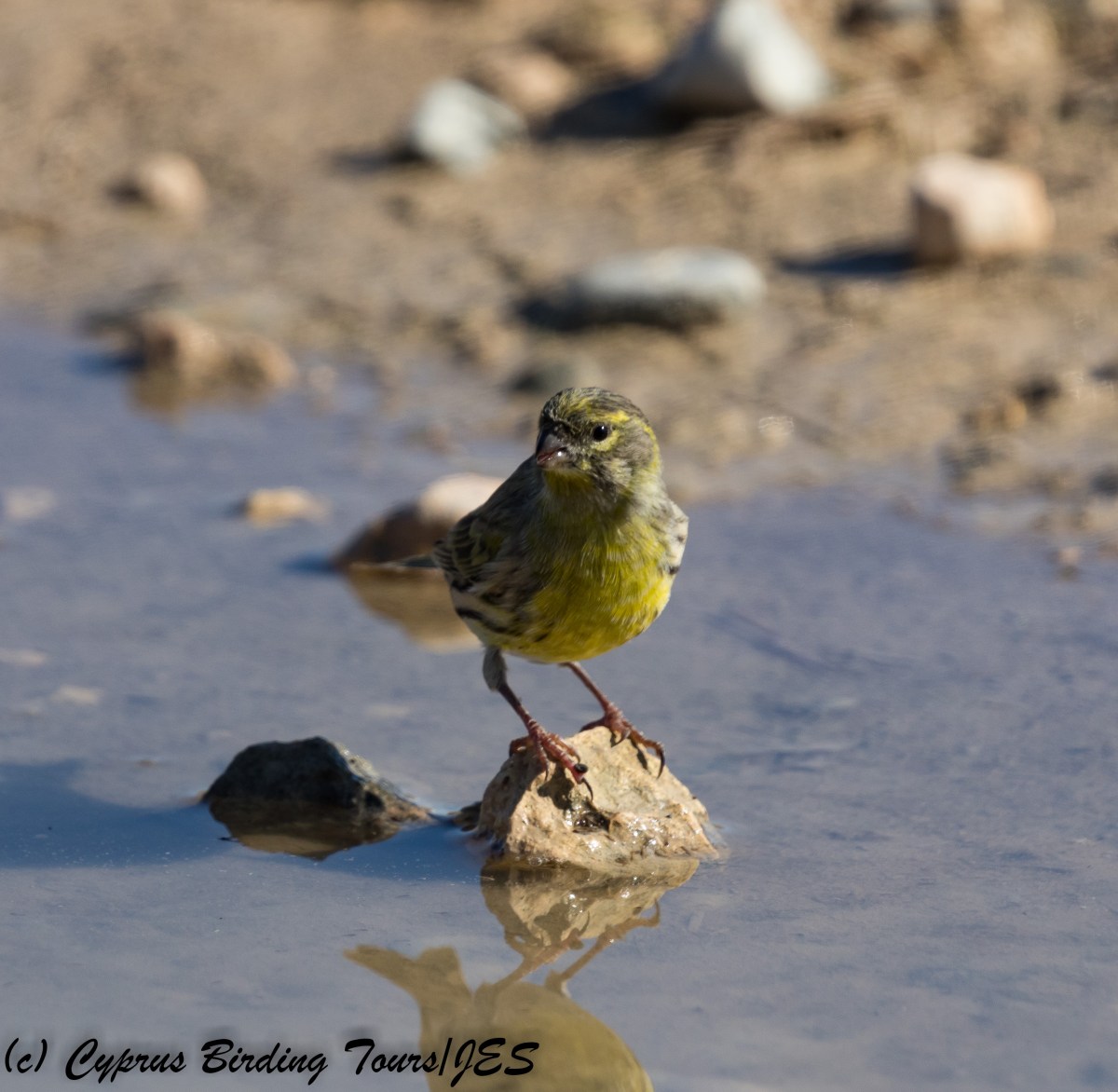 European Serin, Nicosia 9th November 2017 (c) Cyprus Birding Tours