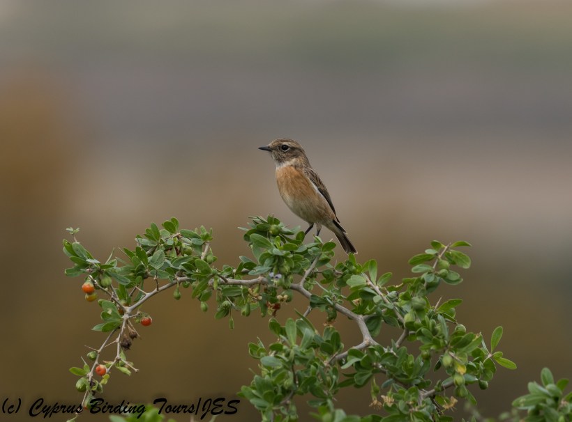 European Stonechat, female, Agios Sozomenos 25th November 2017 (c) Cyprus Birding Tours