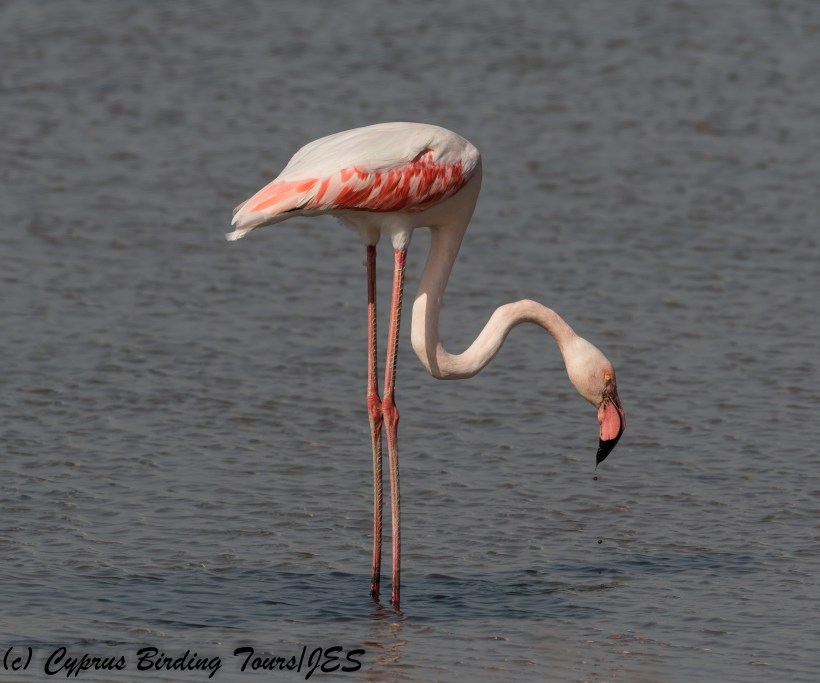 Greater Flamingo, Meneou 13th November 2017 (c) Cyprus Birding Tours