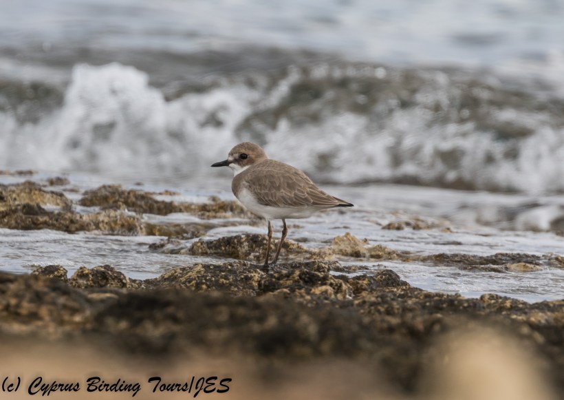 Greater Sandplover, Agios Trias, 28th November 2017 (c) Cyprus Birding Tours