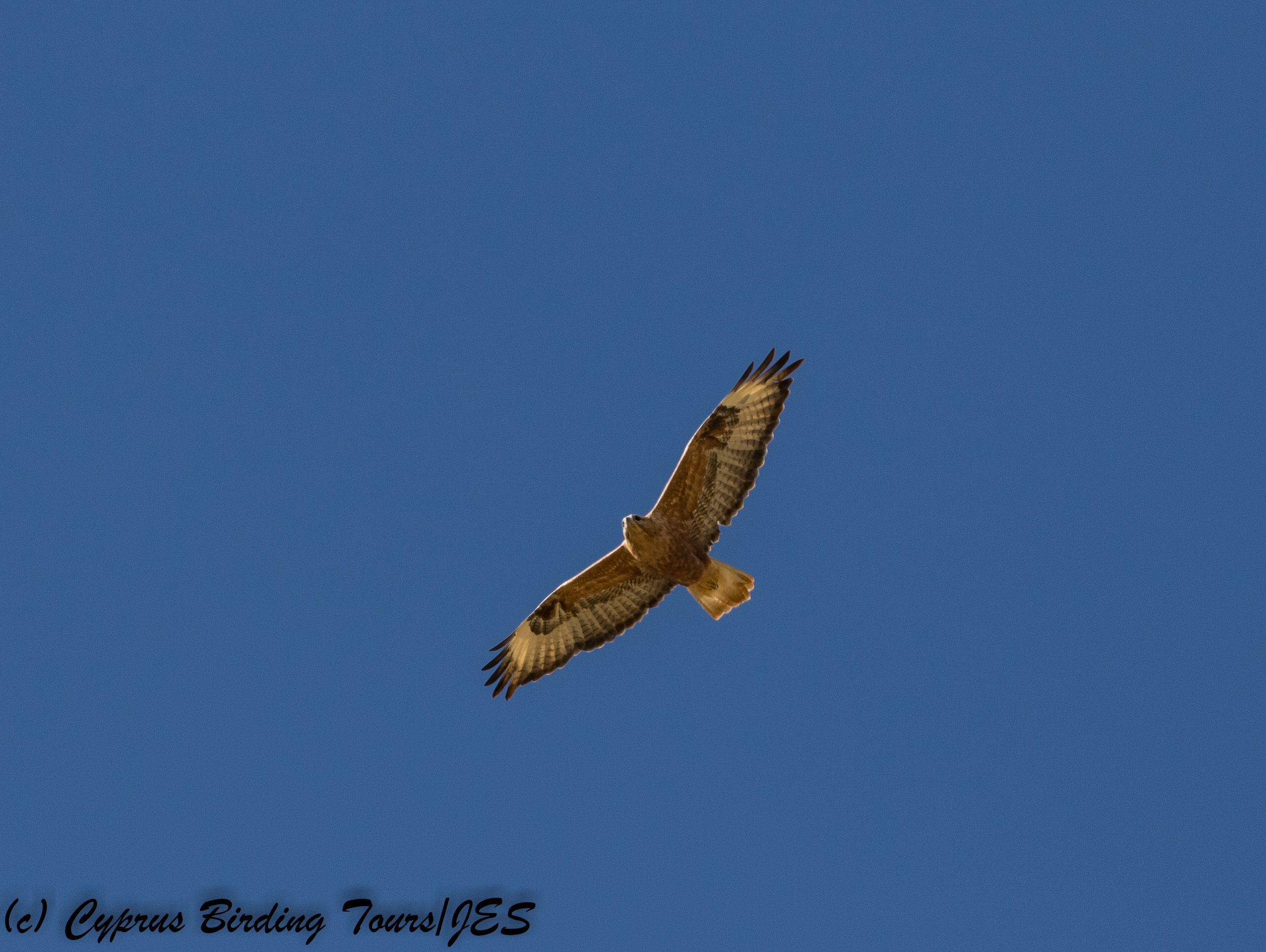 Long-legged Buzzard, Agios Sozomenos 11th November 2017 (c) Cyprus Birding Tours