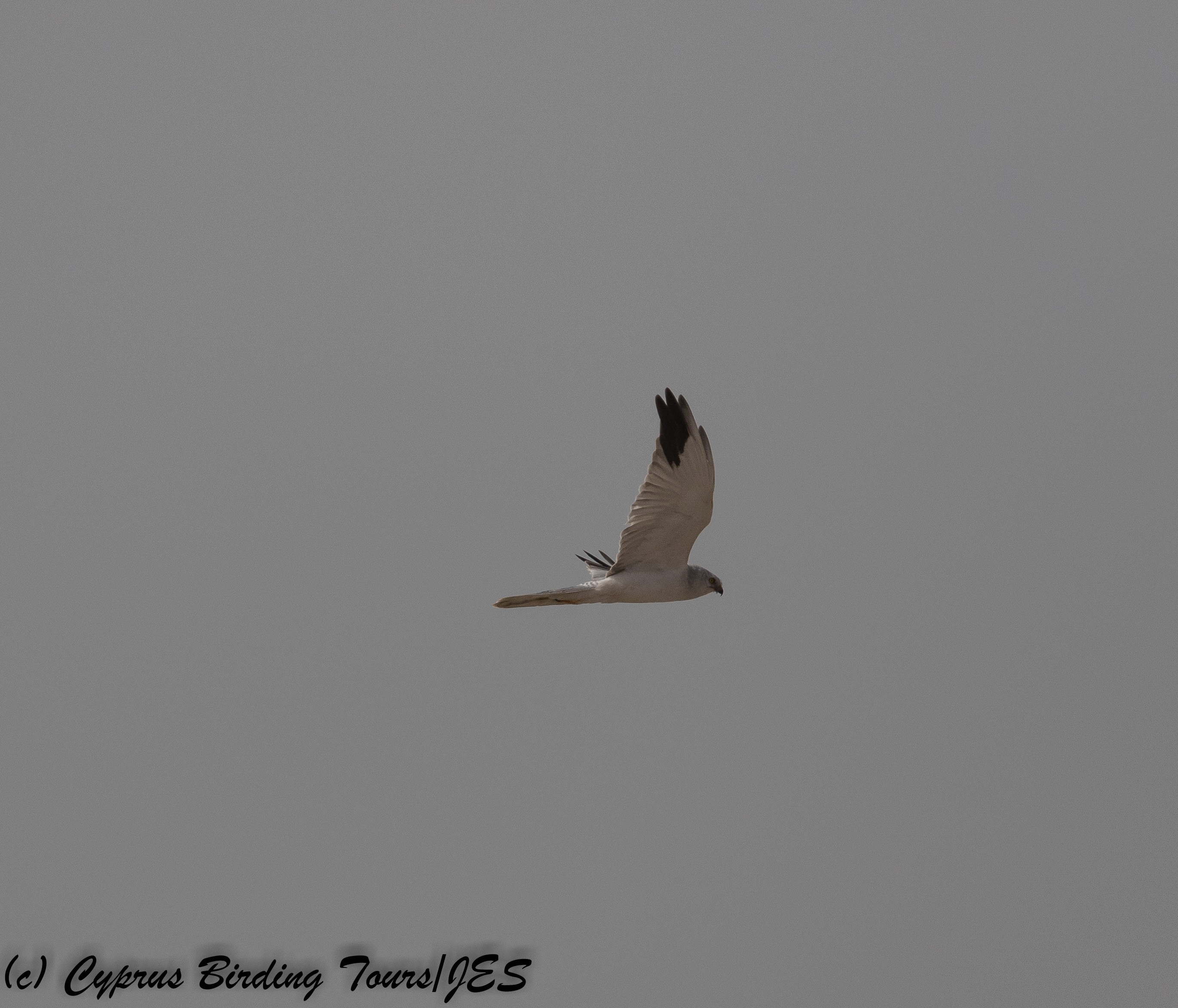 Pallid Harrier, Mandria 14th November 2017 (c) Cyprus Birding Tours