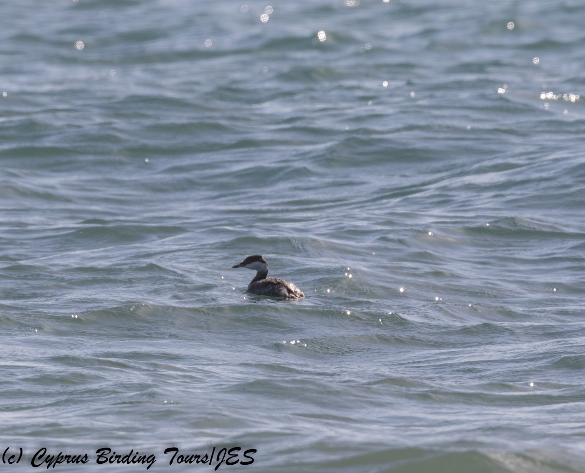 Slavonian Grebe, Kouklia 19th November 2017 (c) Cyprus Birding Tours