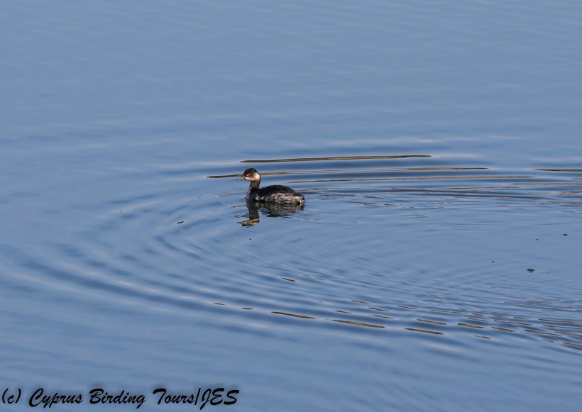 Black-necked Grebe, Manglis Lake, 14th December 2017 (c) Cyprus Birding Tours