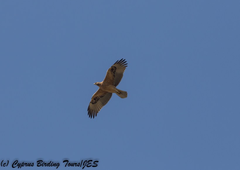 Bonelli's Eagle, Nicosia 2nd December 2017 (c) Cyprus Birding Tours