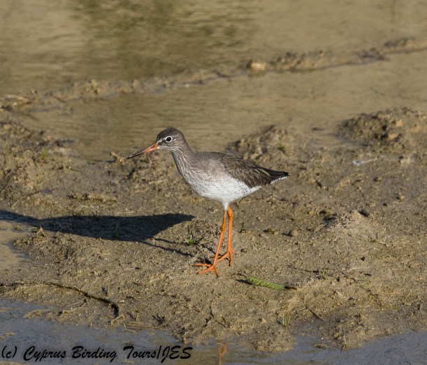 Common Redshank, Larnaca Salt Lake, 13th December 2017 (c) Cyprus Birding Tours