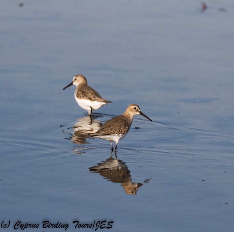 Dunlin, Meneou 13th December 2017 (d) Cyprus Birding Tours