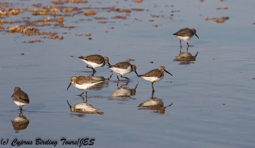 Dunlin, Meneou 13th December 2017 (c) Cyprus Birding Tours