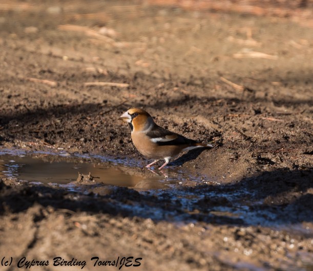 Hawfinch, Troodos, 1st December 2017 (c) Cyprus Birding Tours