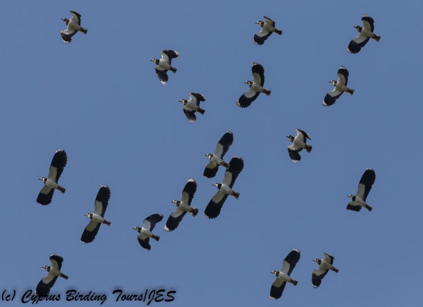 Northern Lapwing, Agios Sozomenos 2nd December 2017 (c) Cyprus Birding Tours