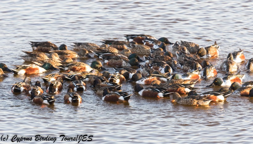 Northern Shoveler feeding, Oroklini Marsh, 13th December 2017 (c) Cyprus Birding Tours