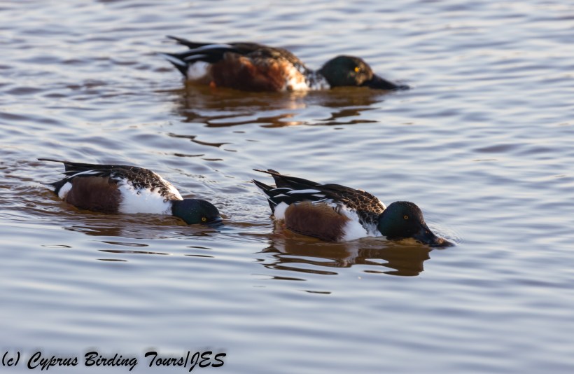 Male Northern Shoveler, Oroklini Marsh, 13th December 2017 (c) Cyprus Birding Tours