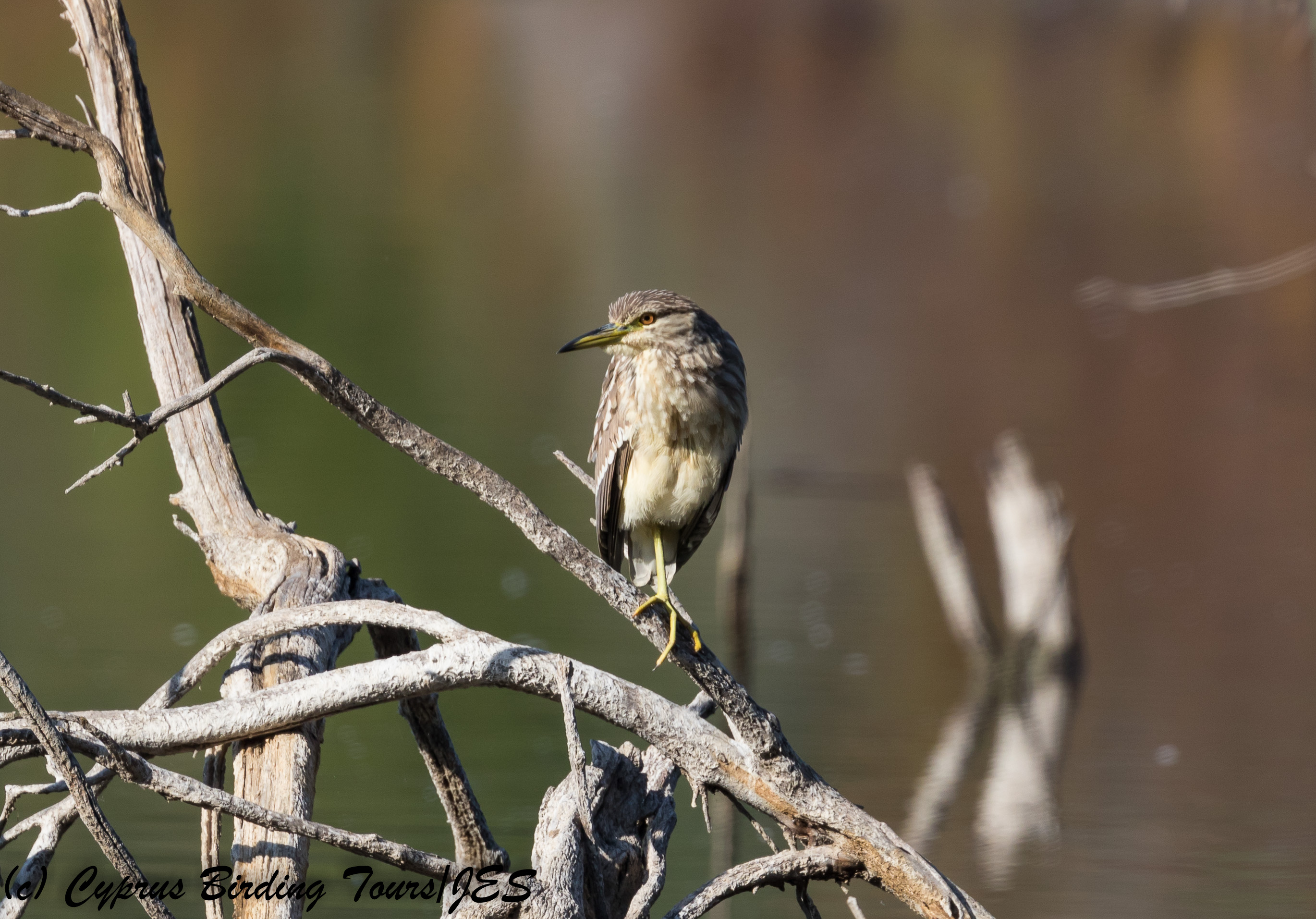 Black-crowned Night Heron (immature), Athalassa Dam 12th January 2018 (c) Cyprus Birding Tours