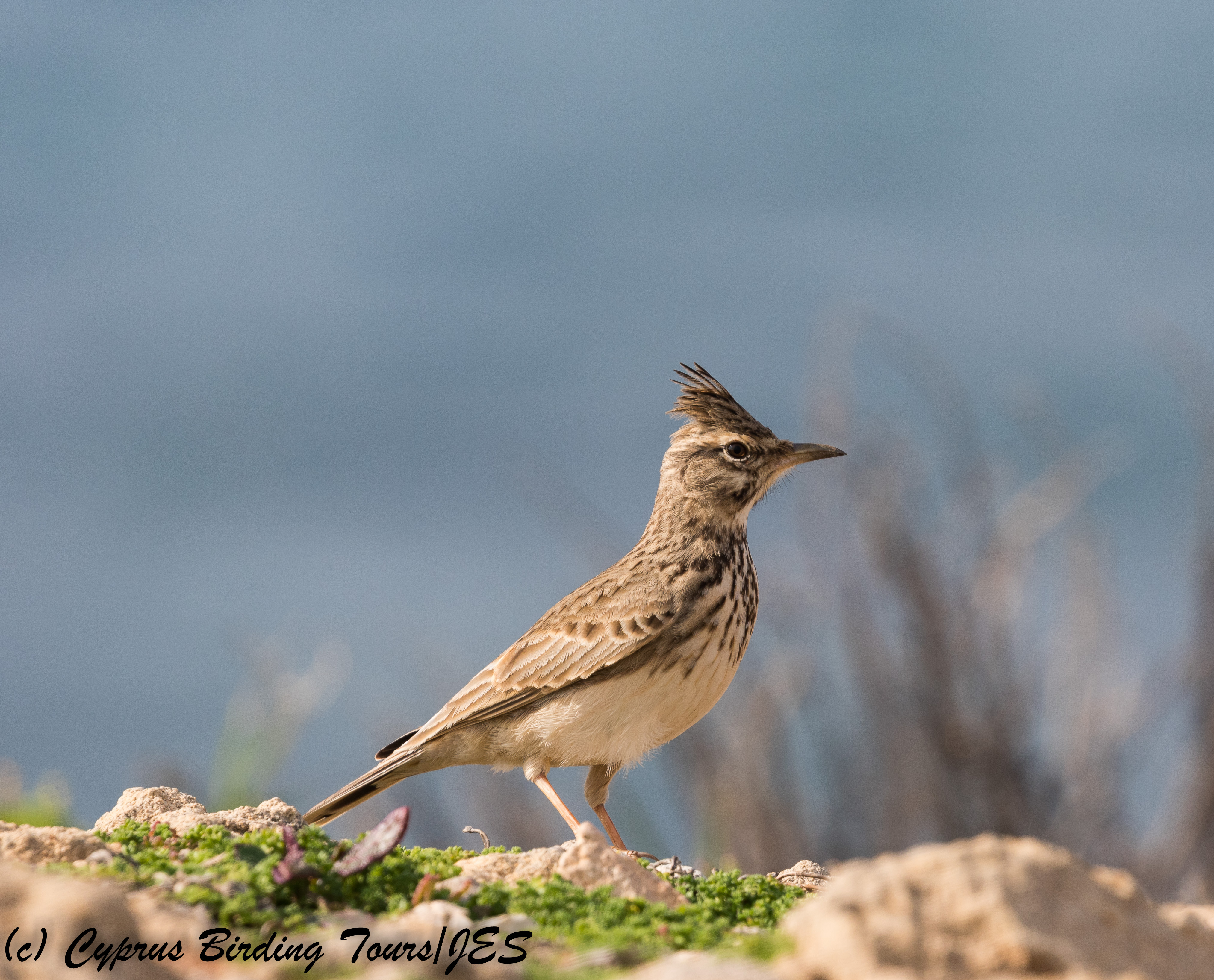 Crested Lark, Paphos Headland 9th January 2018 (c) Cyprus Birding Tours
