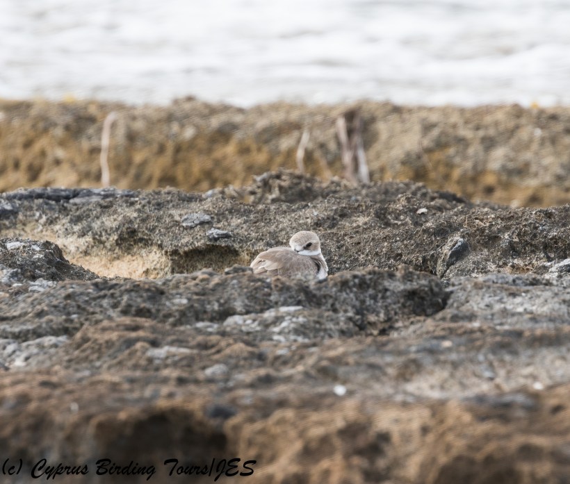 Greater Sandplover, Paphos Headland 9th January 2018 (c) Cyprus Birding Tours