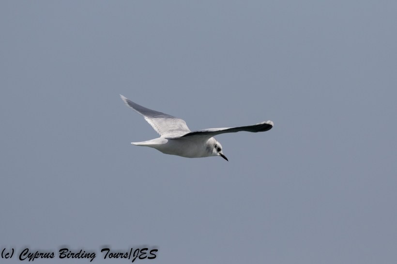 Little Gull, Lady's Mile, 27th January 2018 (c) Cyprus Birding Tours