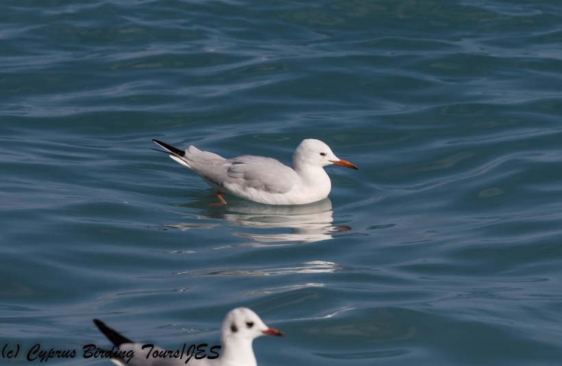 Slender-billed Gull, Lady's Mile, 27th January 2018 (c) Cyprus Birding Tours