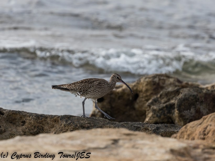 Whimbrel, Paphos Headland 9th January 2018 (c) Cyprus Birding Tours