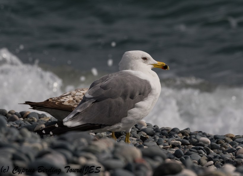 Armenian Gull, Lady's Mile 10th February 2018 (c) Cyprus Birding Tours