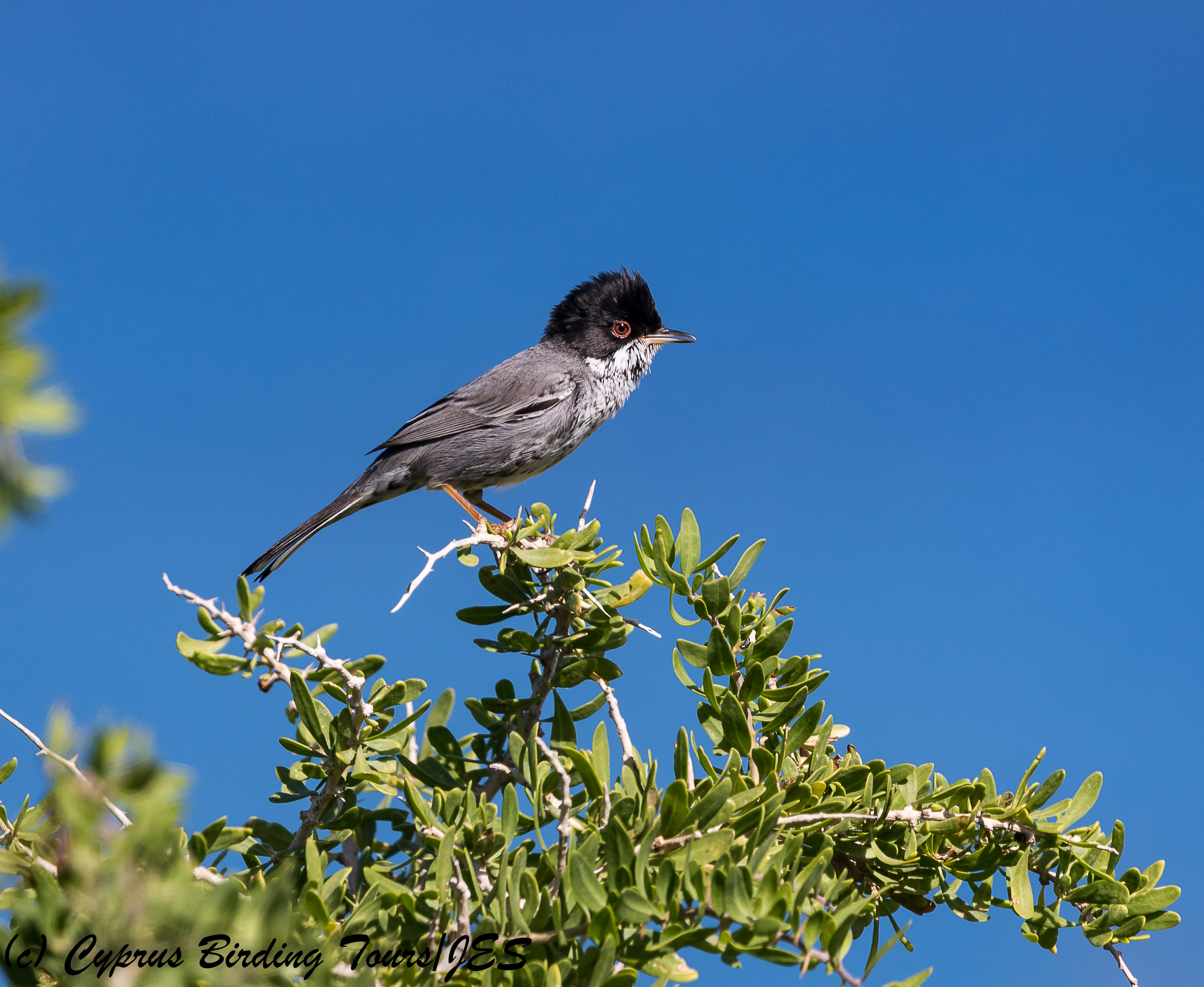 Cyprus Warbler, Cape Greco 27th February 2018 (c) Cyprus Birding Tours