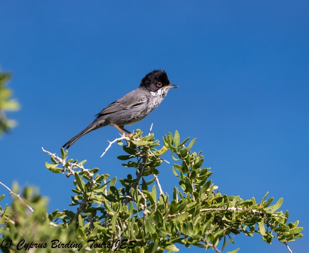 Cyprus Warbler, Cape Greco 27th February 2018 (c) Cyprus Birding Tours