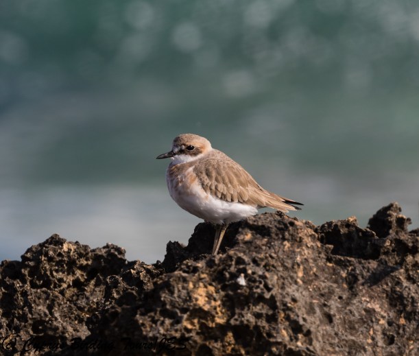 Greater Sandplover, Agia Trias, 2nd February 2018 (c) Cyprus Birding Tours