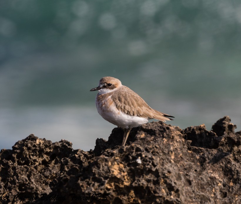 Greater Sandplover, Agia Trias, 2nd February 2018 (c) Cyprus Birding Tours