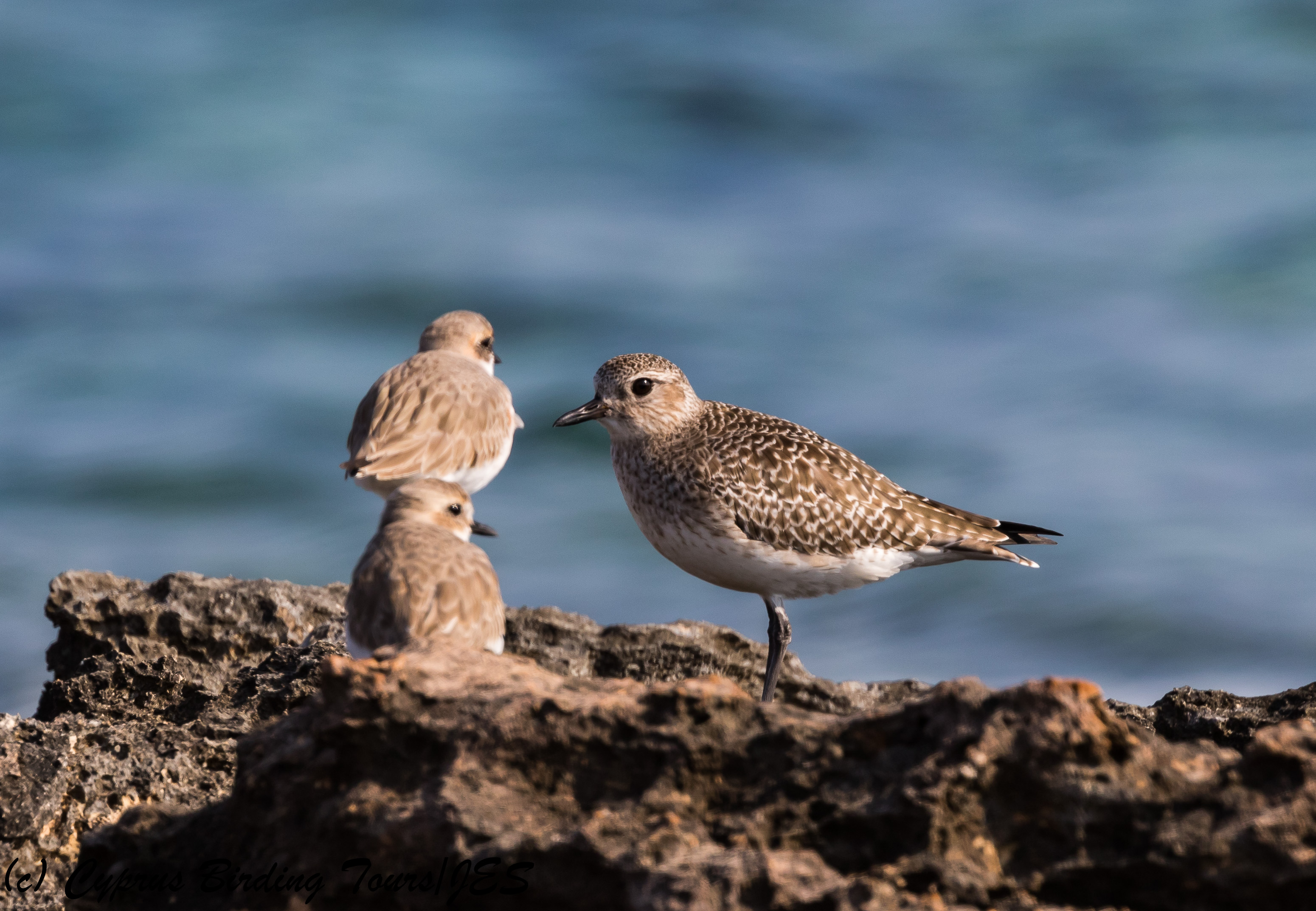 Grey Plover, Agia Trias, 2nd February 2018 (c) Cyprus Birding Tours