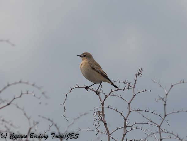 Isabelline Wheatear, Kiti, 20th February 2018 (c) Cyprus Birding Tours