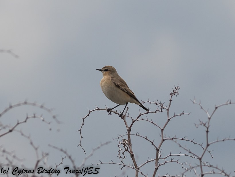 Isabelline Wheatear, Kiti, 20th February 2018 (c) Cyprus Birding Tours