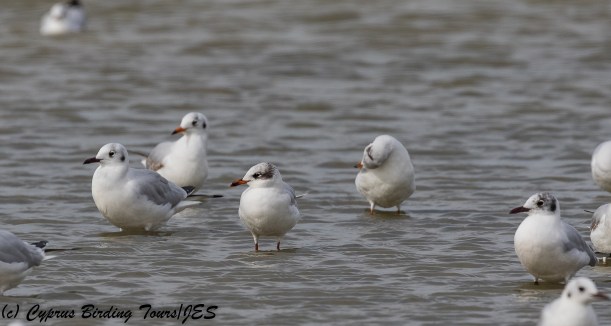 Mediterranean Gull, Lady's Mile 10th February 2018 (c) Cyprus Birding Tours